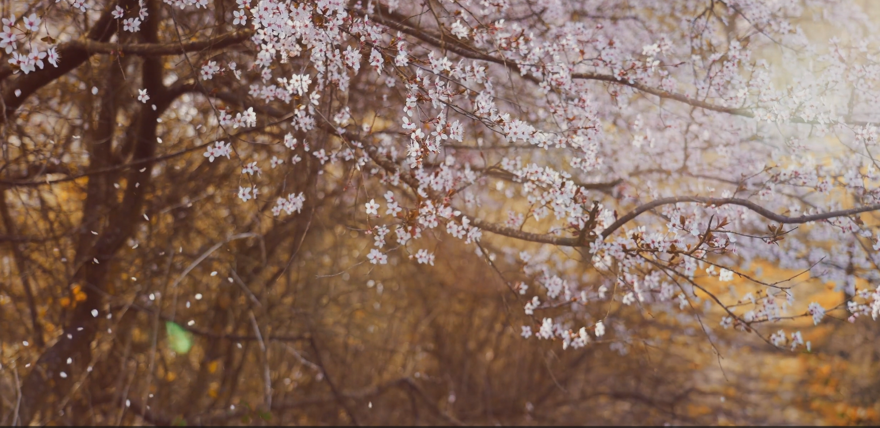 桜の写真